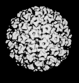 3-D recon HPV virus from a cryoelectron microgaph.  This virus is strongly linked with cervical cancer.  (Dr. Michael Hagensee)