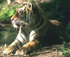 tigerprofile2