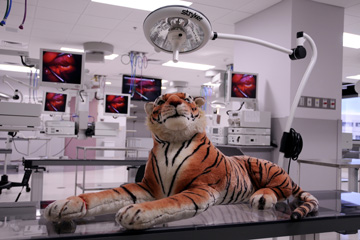 Tiger on display in our Demonstration Lab