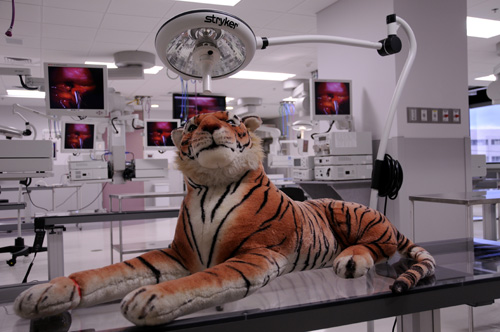 Surgical specimen on display in the Demonstration Lab 