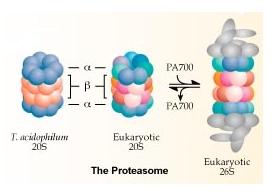 art_haas_diagram2jpg