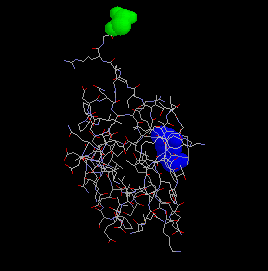 Ubiquitin 