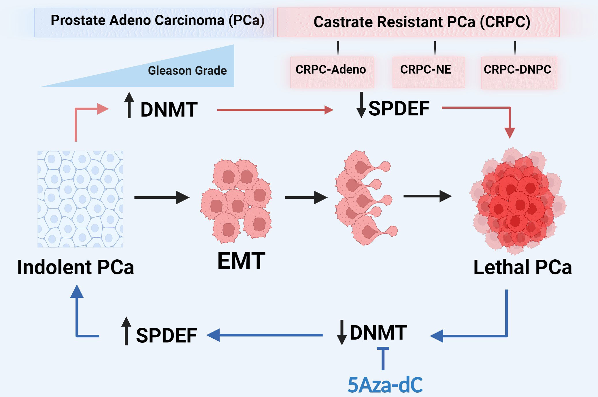 Prostate Cancer Research