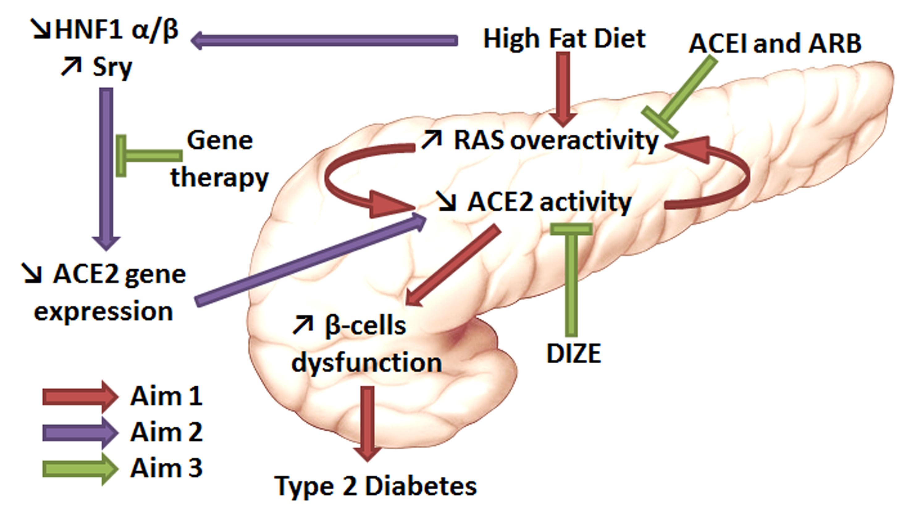 Specific Aims