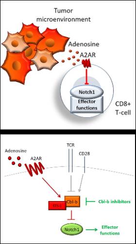 Mechanisms of immunosuppression
