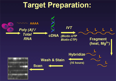 Target Preparation