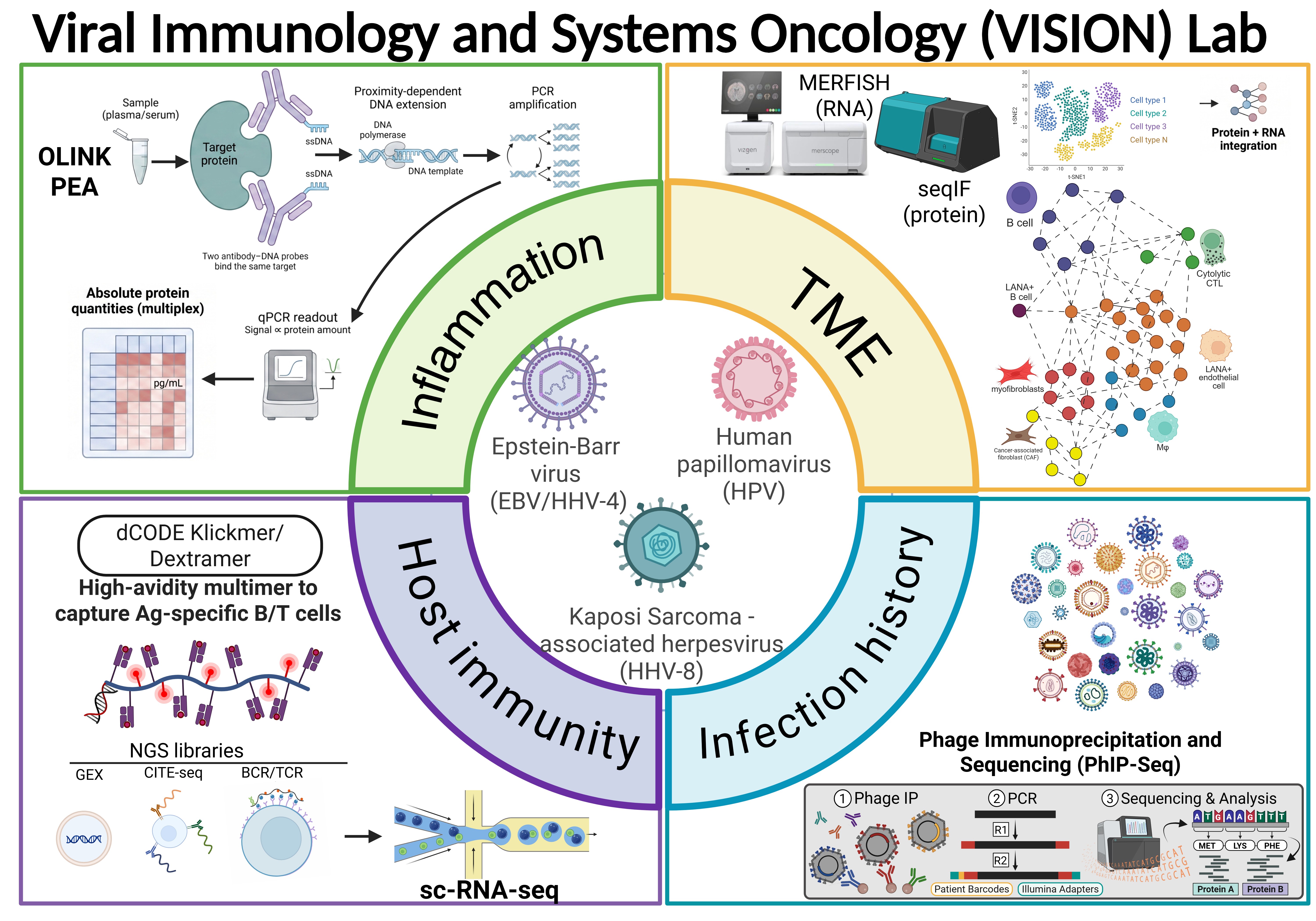 Infographic titled “Viral Immunology and Systems Oncology (VISION) Lab,” showing a circular layout of research areas—“Inflammation,” “Tumor Microenvironment (TME),” “Host Immunity,” and “Infection history”—surrounding viruses (EBV, HPV, HHV-8), with diagrams of lab methods including Olink PEA protein analysis, MERFISH RNA imaging, seqIF protein profiling, single-cell RNA sequencing, dCODE Klickmer/Dextramer assays, and PhIP-Seq workflow.