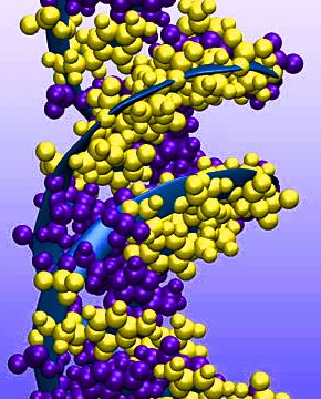 dna heliz