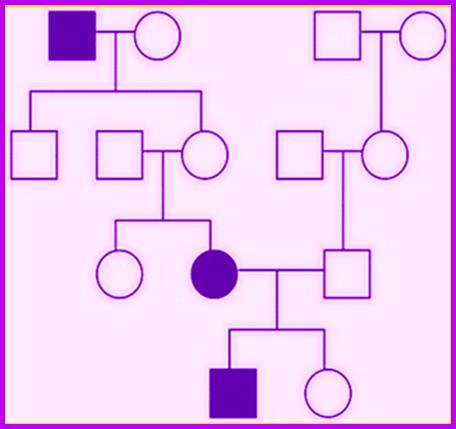 purplepedigree