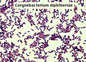 corynebacterium xerosis morphology