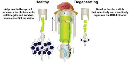 Basic RPE with good and bad cells 110615