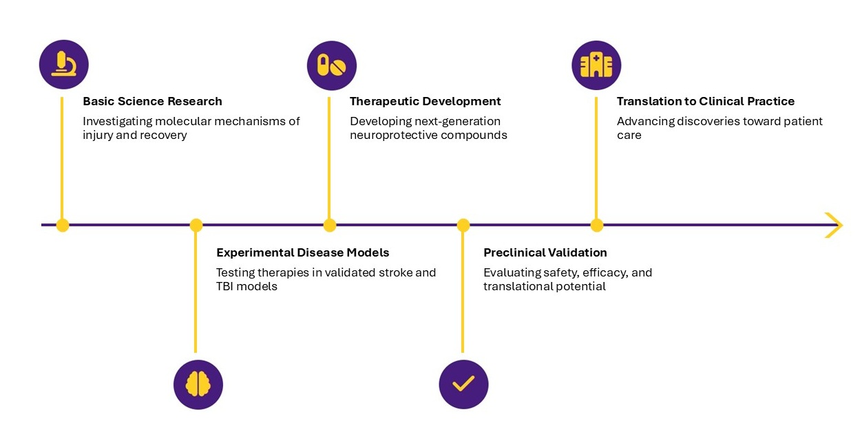 Timeline illustrating a research-to-clinical-care pathway with five stages connected by a horizontal arrow. The stages are: Basic Science Research (investigating molecular mechanisms of injury and recovery), Experimental Disease Models (testing therapies in validated stroke and TBI models), Therapeutic Development (developing next-generation neuroprotective compounds), Preclinical Validation (evaluating safety, efficacy, and translational potential), and Translation to Clinical Practice (advancing discoveries toward patient care). Each stage is marked with a purple-and-gold icon and connected to a central timeline ending in a right-pointing arrow.