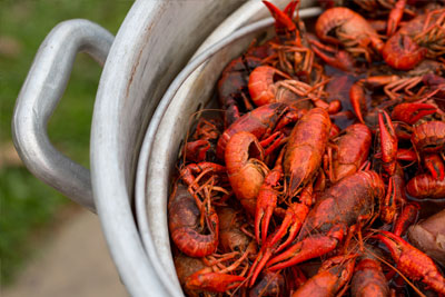 crawfish