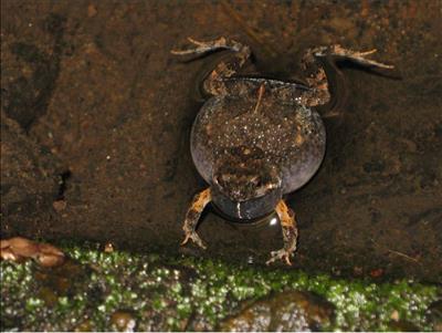 singing-frog