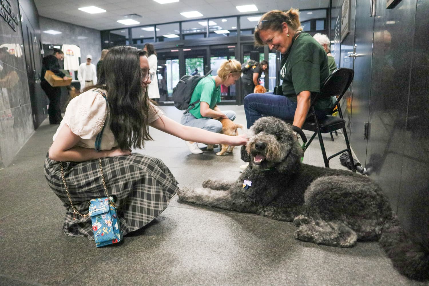 individual pets therapy dog