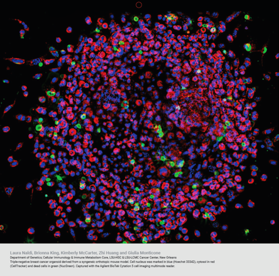 organoid model
