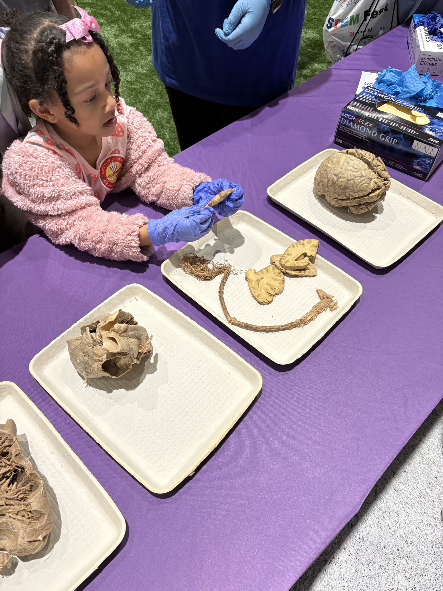 small child learns about organs