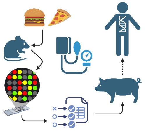Scientific workflow diagram illustrating a translational nutrition and genetics study. Icons of a hamburger and pizza point to a mouse, representing dietary intervention in animal models. An arrow leads from the mouse to a colorful microarray or molecular analysis graphic, then to a checklist symbolizing data analysis and validation. A blood pressure cuff icon appears in the center. On the right, a pig points upward to a human figure marked with a DNA helix, indicating progression from animal research to human genetic studies. Arrows connect the elements to show the research pathway from diet exposure through biological testing and analysis to applications in human health.  Provide your feedback on BizChat